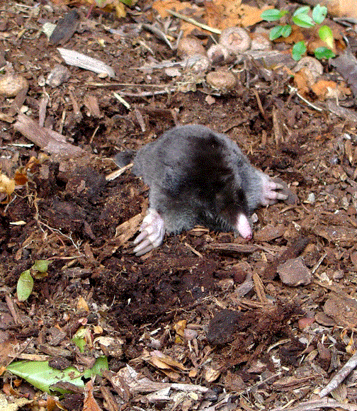 http://www.eskimo.com/%7Eenumclaw/Tips/Pocket%20Gardens/Resources/mole.gif