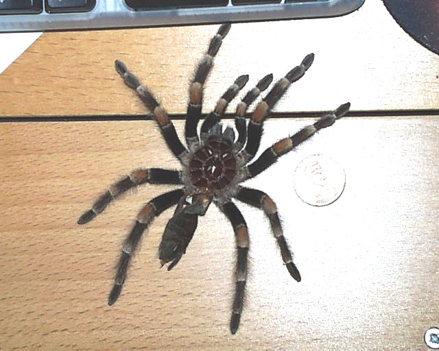 Spider Skin