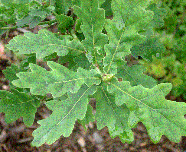 Garry Oak
 Quercus Garryana Leaf