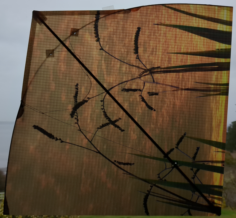 Crocosmia Lucifer at Sunrise