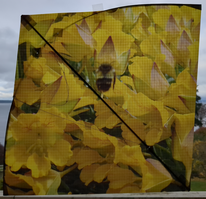 Chilean Nasturtium + Bumble Bee