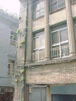 Ferns growing in the mortar