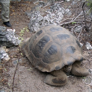 sailors visited the
Galapagos Islands in order
to gather this fresh 'bilge' meat
ballast. The small ones that could
be carried by two men were favored.