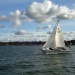 Murrelet racing at Hope Island.