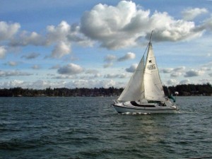 Murrelet racing at Hope Island.