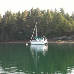 Murrelet at anchor.