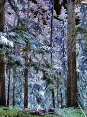 liquid-crystal-woods