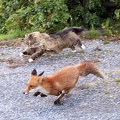 cat-fox