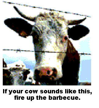 [healthy cow]
