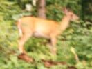 [The deer at camp]