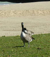 Lk. Michigan goose