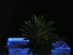 dandelion under UV light