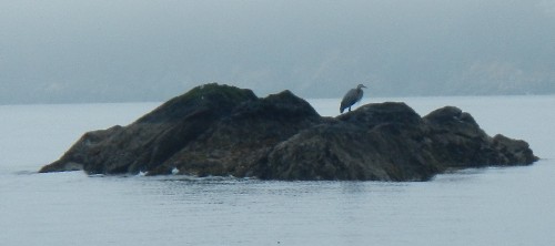 Heron on the rocks
