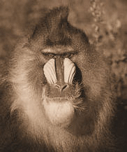 Mandrill