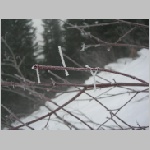 SnoqualmiePeak03.JPG