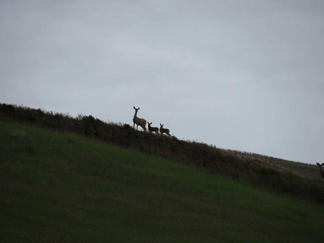 Deer
