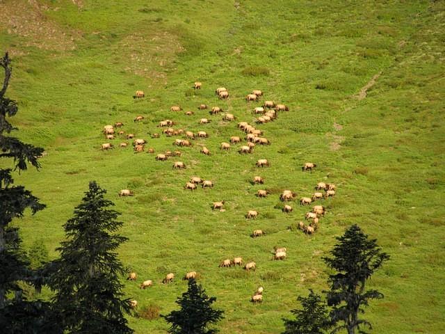 ElkHerd