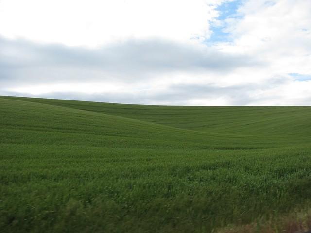 XPWheatField