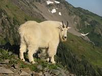Goat