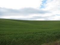 XPWheatField