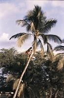 Hawaii090