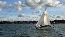 Murrelet racing at Hope Island.