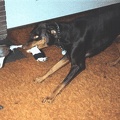 dogs2