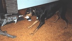 dogs2