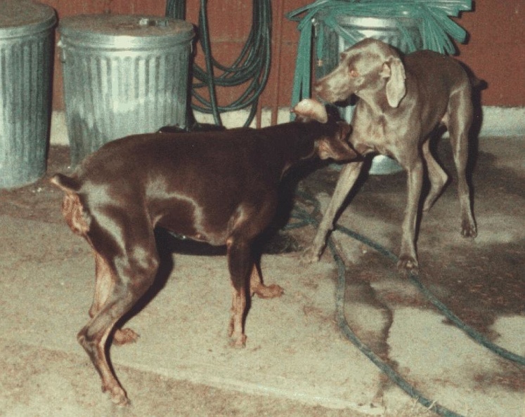 dogs1.jpg