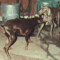 dogs1