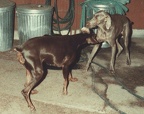 dogs1