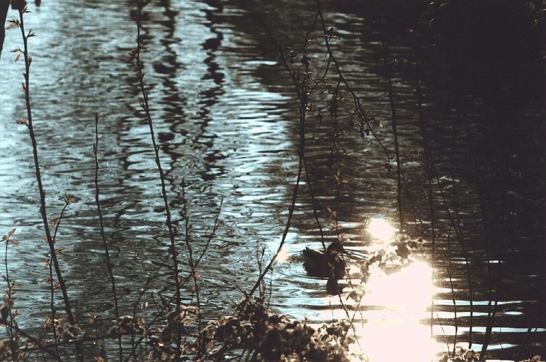 duck.jpg