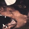 tia