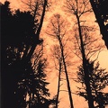 trees