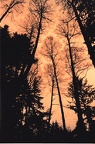 trees