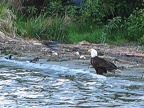 eagle2