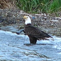 eagle4