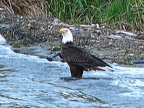 eagle4
