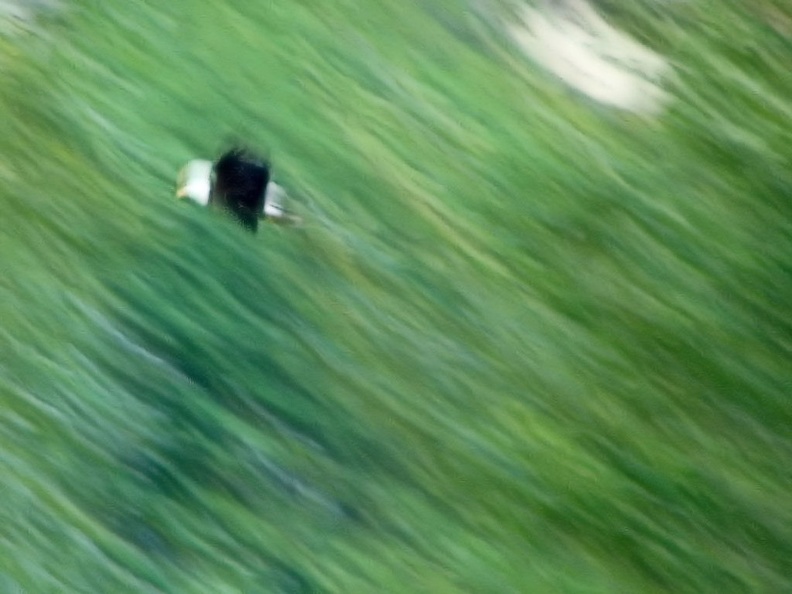eagle-flying.jpg