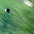 eagle-flying