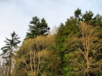 IMG 0462
