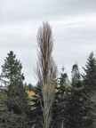 IMG 0472