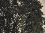 IMG 0942