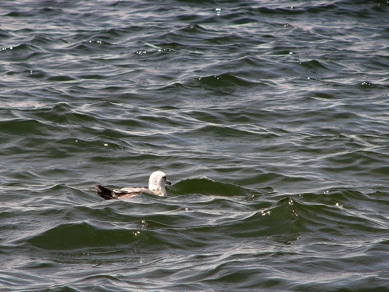 IMG_2060.JPG