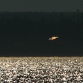 IMG 4105ufo