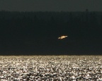 IMG 4105ufo