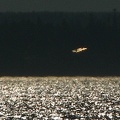 IMG 4106ufo