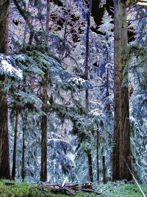 liquid-crystal-woods