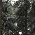 snow-trees.jpg