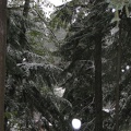 snow-trees